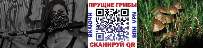 Купить где  Волгореченск  Галлюциногенные грибы GOLDEN TEACHER 